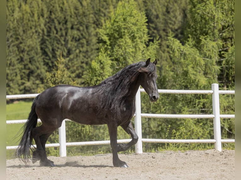Fries paard Merrie 7 Jaar 167 cm Zwart in St, oswald