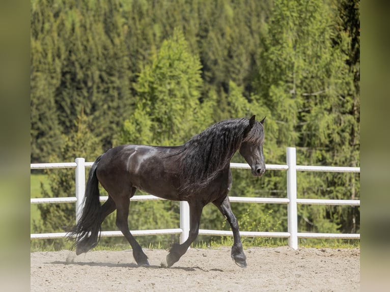 Fries paard Merrie 7 Jaar 167 cm Zwart in St, oswald