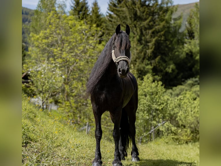 Fries paard Merrie 7 Jaar 167 cm Zwart in St, oswald