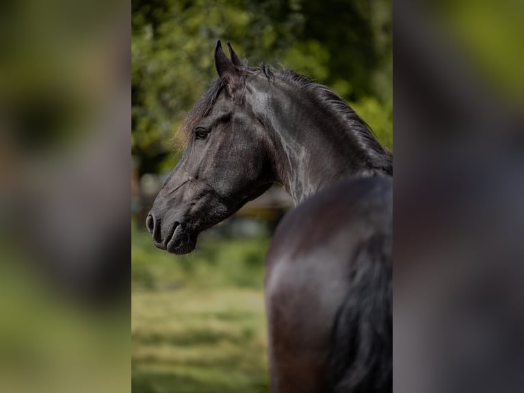 Fries paard Merrie 7 Jaar 167 cm Zwart in St, oswald