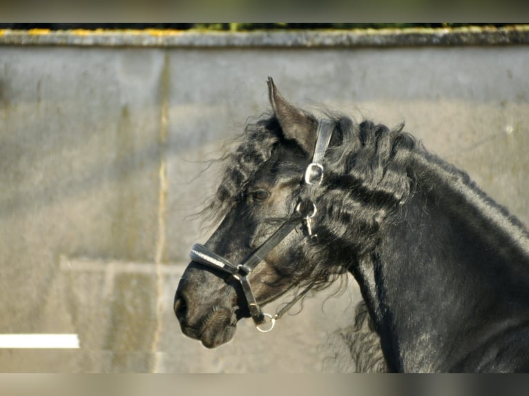 Fries paard Merrie 7 Jaar 167 cm Zwart in Ochtendung