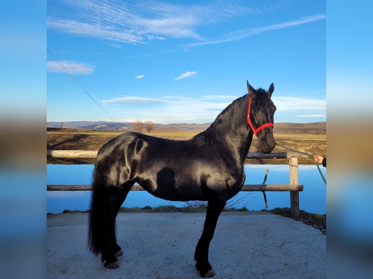 Fries paard Merrie 7 Jaar 167 cm Zwart in Snagov