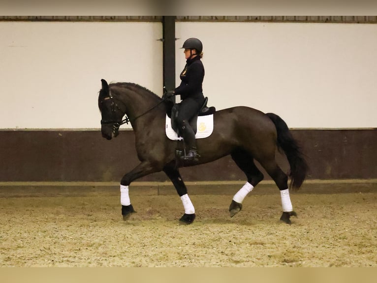 Fries paard Merrie 7 Jaar 168 cm Zwart in Zuid-Beijerland