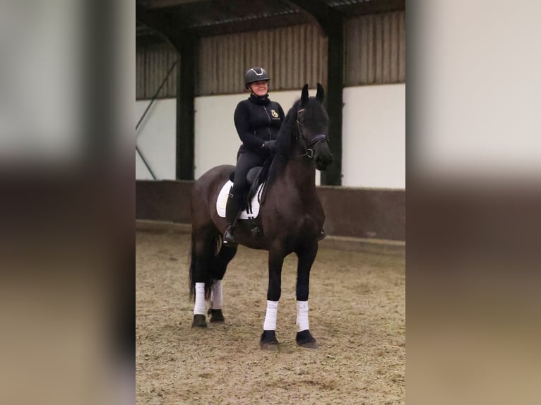 Fries paard Merrie 7 Jaar 168 cm Zwart in Zuid-Beijerland