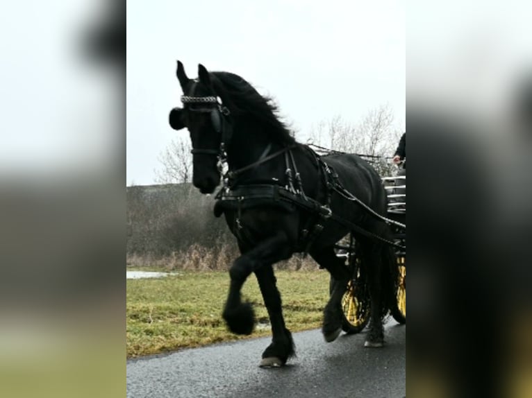 Fries paard Merrie 7 Jaar 170 cm Zwart in Radonice