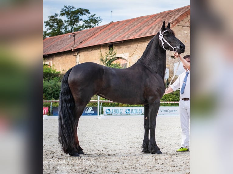 Fries paard Merrie 7 Jaar 170 cm Zwart in Radonice