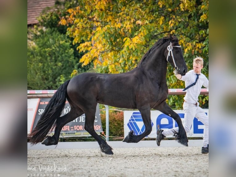 Fries paard Merrie 7 Jaar 170 cm Zwart in Radonice