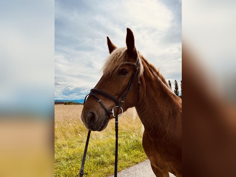 Fries paard Mix Merrie 7 Jaar 175 cm Vos in Haidershofen