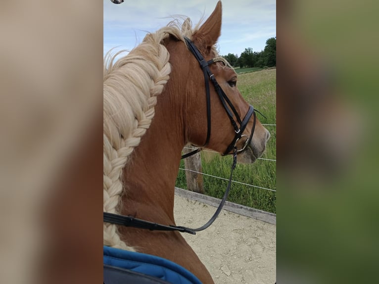 Fries paard Mix Merrie 7 Jaar 175 cm Vos in Haidershofen