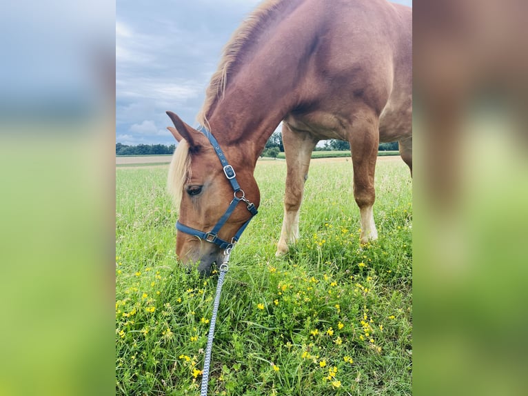 Fries paard Mix Merrie 7 Jaar 175 cm Vos in Haidershofen