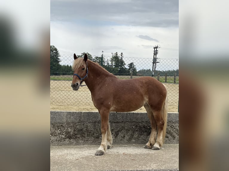 Fries paard Mix Merrie 7 Jaar 175 cm Vos in Haidershofen