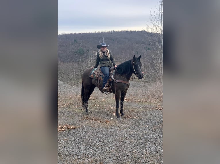 Fries paard Merrie 7 Jaar Zwart in Dallas PA