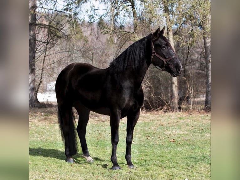 Fries paard Merrie 7 Jaar Zwart in Dallas PA