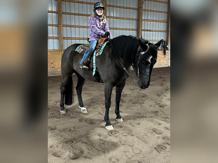 Fries paard Merrie 7 Jaar Zwart in Dallas PA