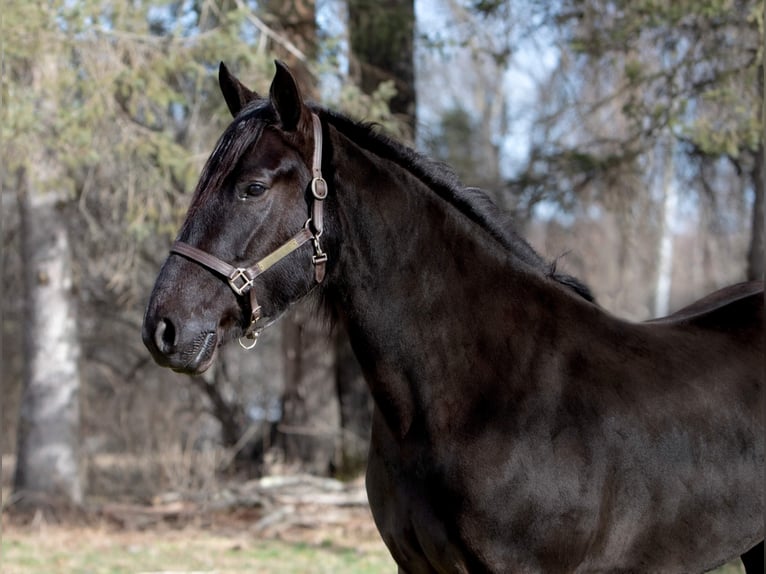 Fries paard Merrie 7 Jaar Zwart in Dallas PA