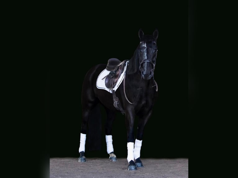 Fries paard Merrie 7 Jaar Zwart in Dallas PA