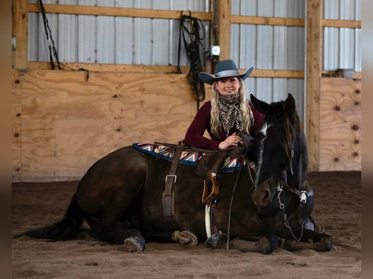 Fries paard Merrie 7 Jaar Zwart in Dallas PA