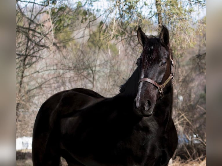 Fries paard Merrie 7 Jaar Zwart in Dallas PA