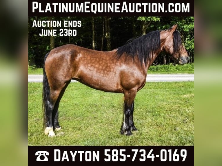 Fries paard Merrie 8 Jaar 147 cm in Warsaw NY