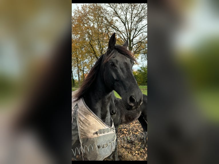 Fries paard Mix Merrie 8 Jaar 157 cm Zwart in Ambt Delden