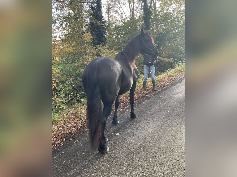 Fries paard Mix Merrie 8 Jaar 157 cm Zwart in Ambt Delden