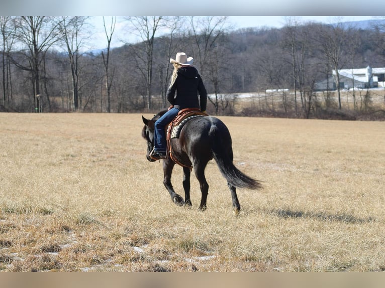 Fries paard Mix Merrie 8 Jaar 160 cm Roan-Blue in Beaver Springs, PA