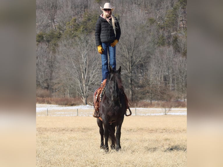 Fries paard Mix Merrie 8 Jaar 160 cm Roan-Blue in Beaver Springs, PA