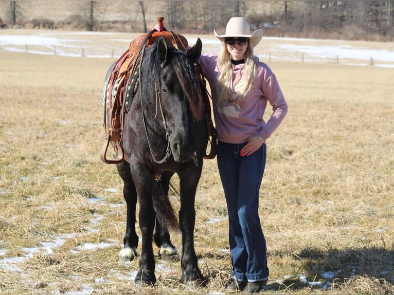 Fries paard Mix Merrie 8 Jaar 160 cm Roan-Blue in Beaver Springs, PA