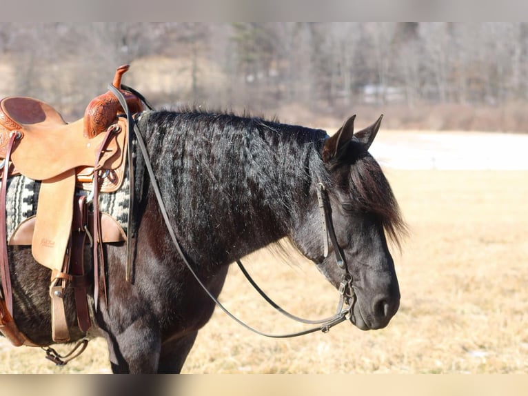 Fries paard Mix Merrie 8 Jaar 160 cm Roan-Blue in Beaver Springs, PA