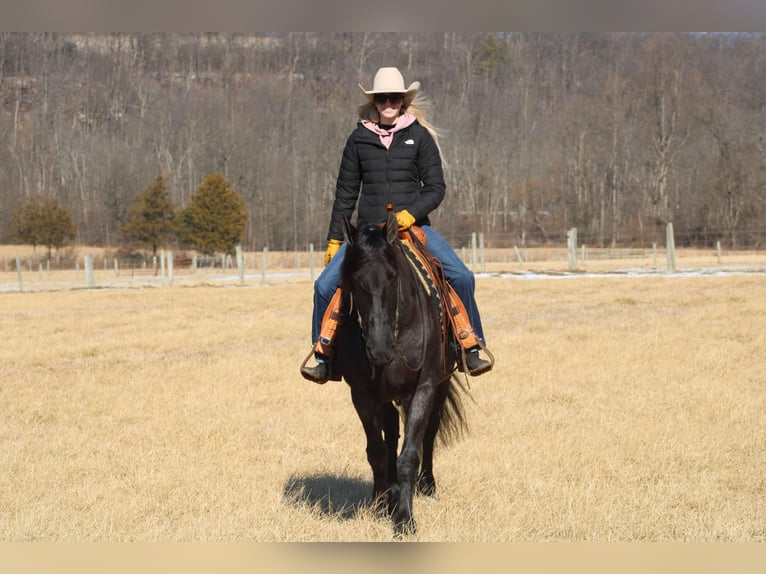 Fries paard Mix Merrie 8 Jaar 160 cm Roan-Blue in Beaver Springs, PA