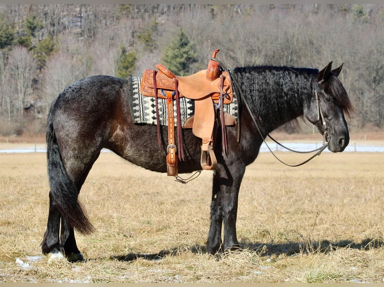 Fries paard Mix Merrie 8 Jaar 160 cm Roan-Blue in Beaver Springs, PA