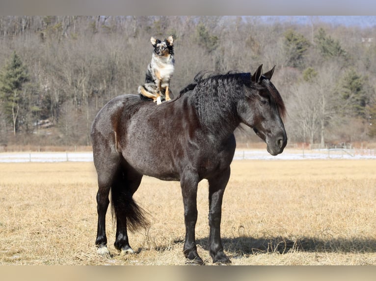 Fries paard Mix Merrie 8 Jaar 160 cm Roan-Blue in Beaver Springs, PA