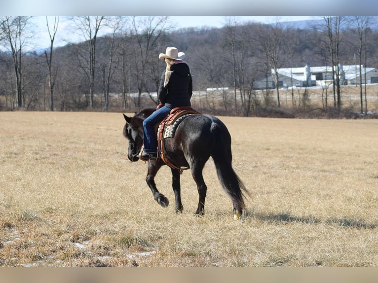 Fries paard Mix Merrie 8 Jaar 160 cm Roan-Blue in Beaver Springs, PA