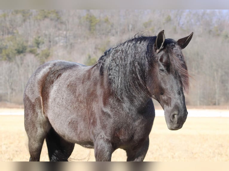 Fries paard Mix Merrie 8 Jaar 160 cm Roan-Blue in Beaver Springs, PA