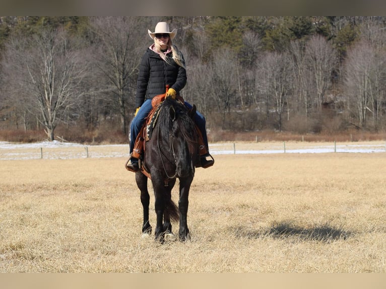 Fries paard Mix Merrie 8 Jaar 160 cm Roan-Blue in Beaver Springs, PA