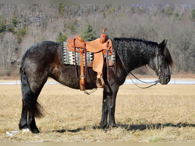 Fries paard Mix Merrie 8 Jaar 160 cm Roan-Blue in Beaver Springs, PA