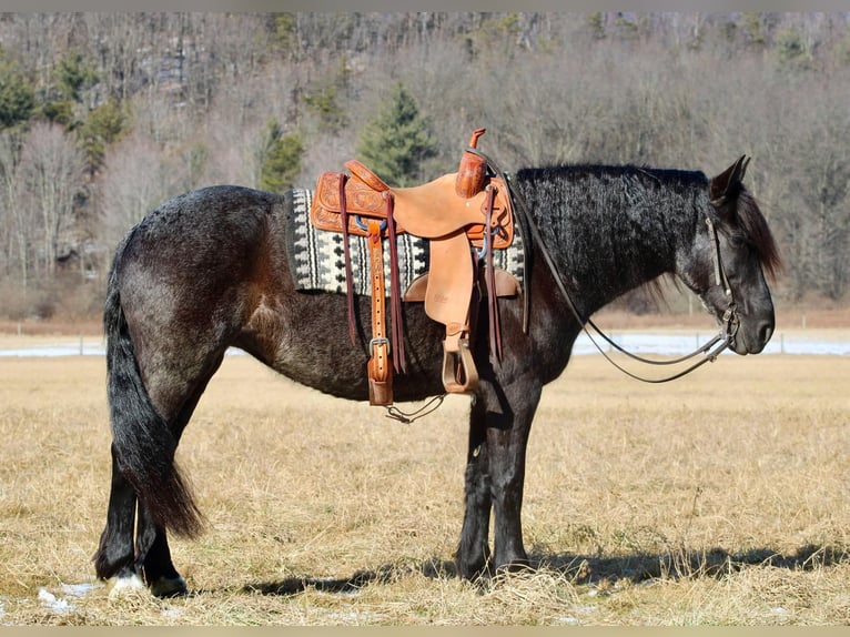 Fries paard Mix Merrie 8 Jaar 160 cm Roan-Blue in Beaver Springs, PA