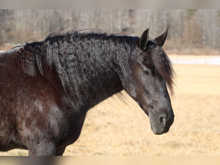 Fries paard Mix Merrie 8 Jaar 160 cm Roan-Blue in Beaver Springs, PA