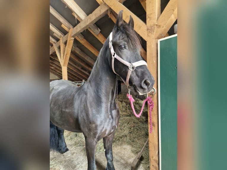 Fries paard Merrie 8 Jaar 160 cm Zwart in Westoverledingen