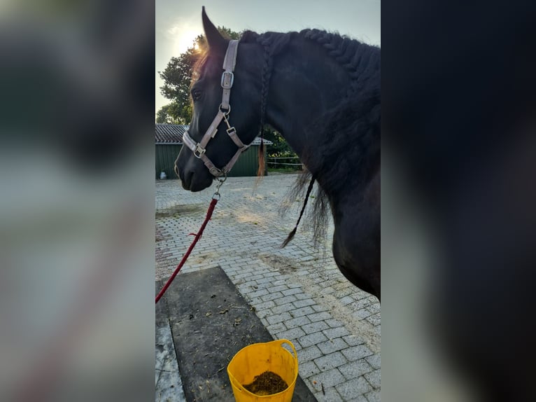 Fries paard Merrie 8 Jaar 160 cm Zwart in Westoverledingen