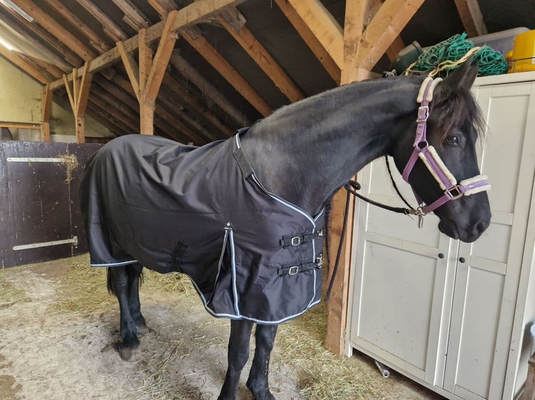 Fries paard Merrie 8 Jaar 160 cm Zwart in Westoverledingen