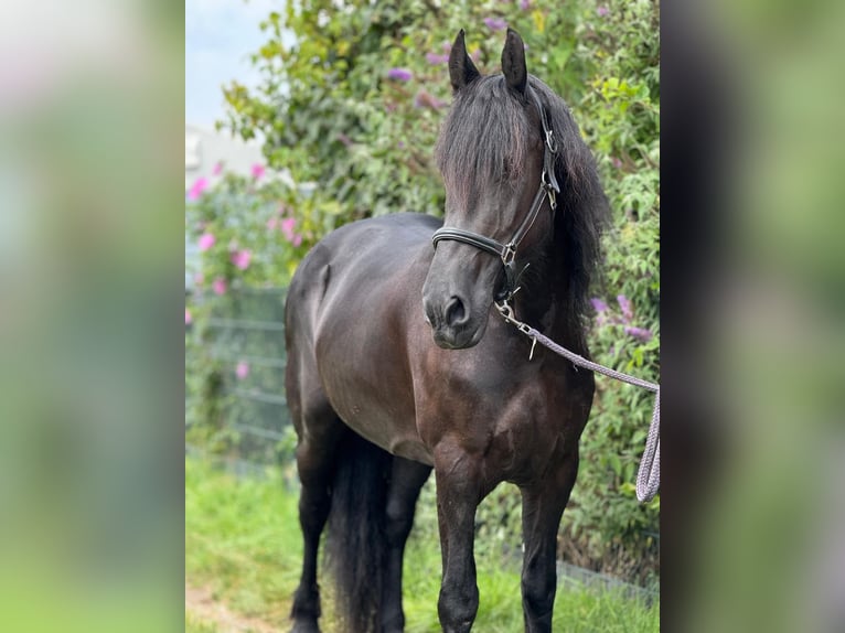 Fries paard Merrie 8 Jaar 160 cm Zwart in Morsbach