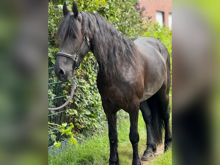 Fries paard Merrie 8 Jaar 160 cm Zwart in Morsbach