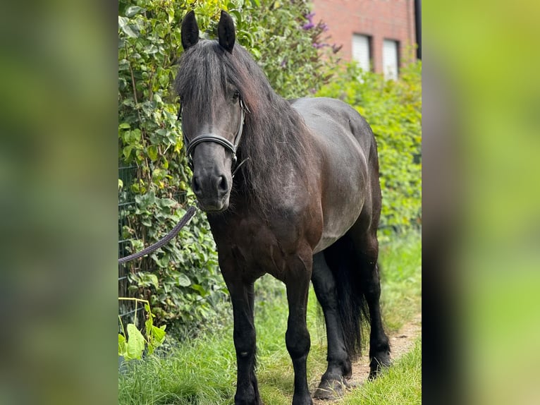 Fries paard Merrie 8 Jaar 160 cm Zwart in Morsbach