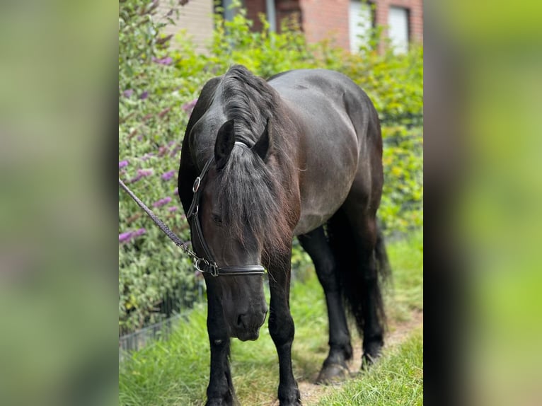 Fries paard Merrie 8 Jaar 160 cm Zwart in Morsbach