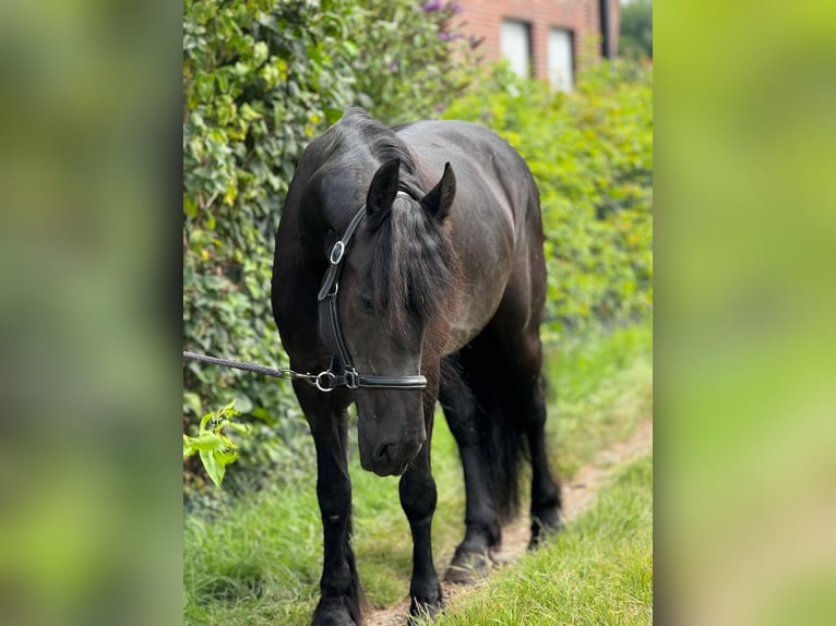 Fries paard Merrie 8 Jaar 160 cm Zwart in Morsbach