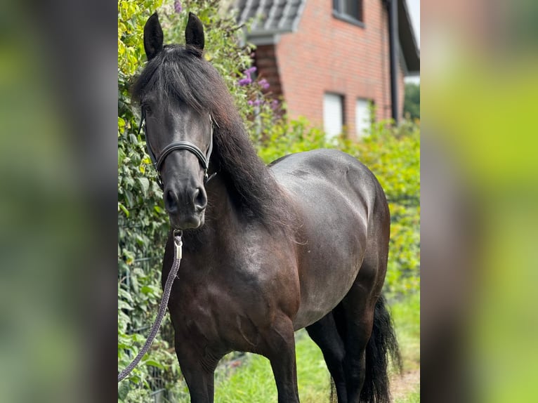 Fries paard Merrie 8 Jaar 160 cm Zwart in Morsbach