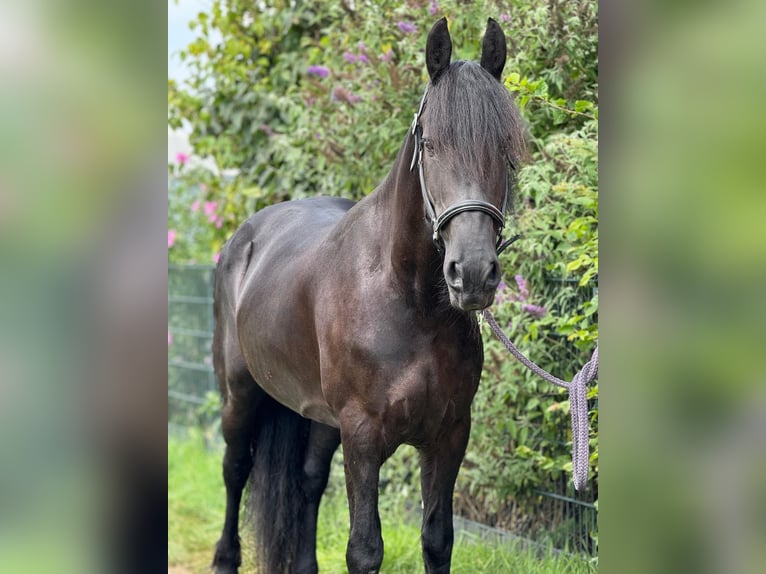 Fries paard Merrie 8 Jaar 160 cm Zwart in Morsbach