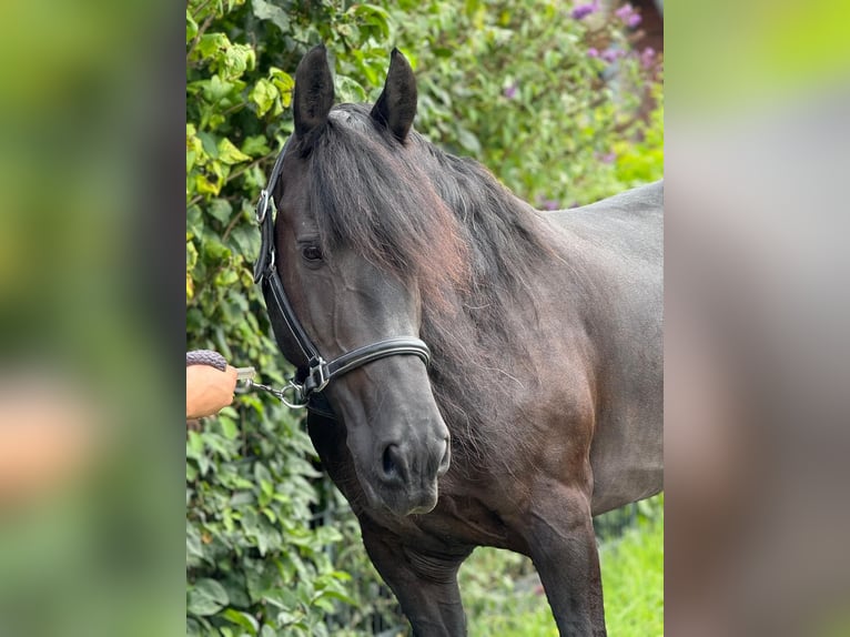 Fries paard Merrie 8 Jaar 160 cm Zwart in Morsbach