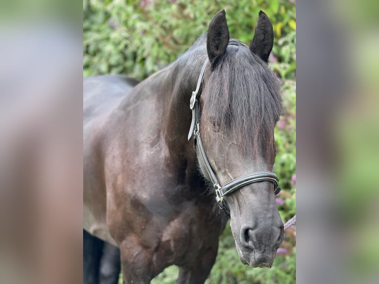 Fries paard Merrie 8 Jaar 160 cm Zwart in Morsbach